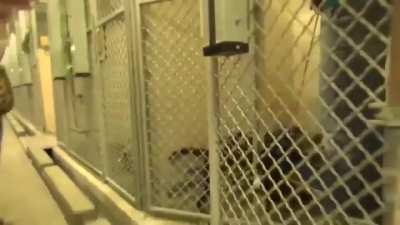 Find a friend. The four-legged was taken from the shelter, now he has a family ...