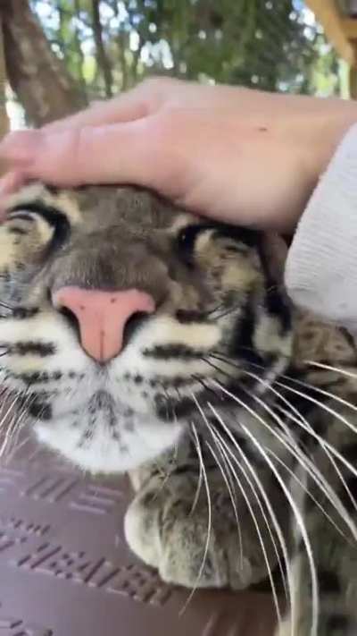 gato grande