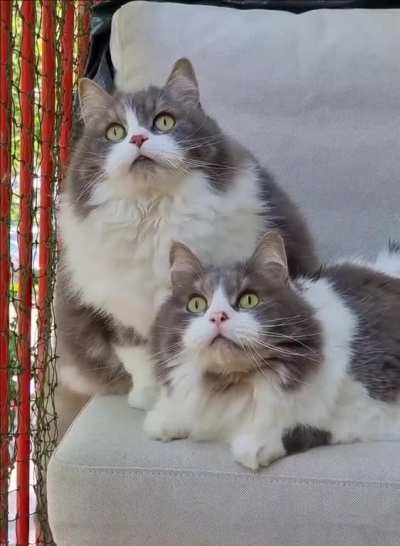 They saw a bird