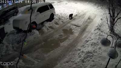 Lynx in Royal Oak
