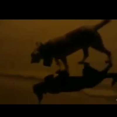 Creen que ese perro la est&eacute; pasando bien ?