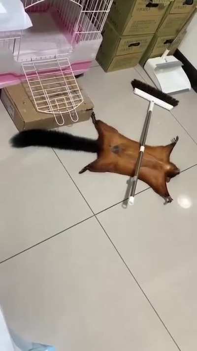 Flying squirrel plays dead 