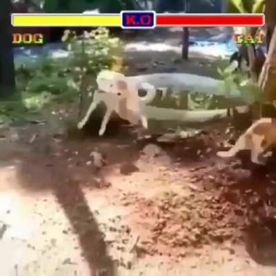 Streetfighter: Dog vs Cat edition