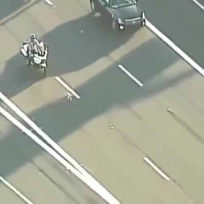 Amazing rescue of a puppy on highway&hellip;