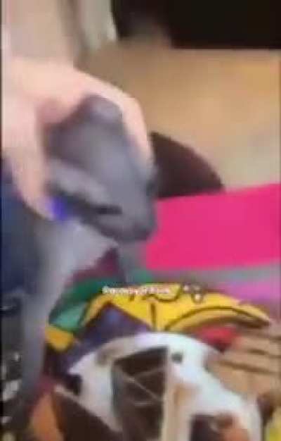 Bruh
