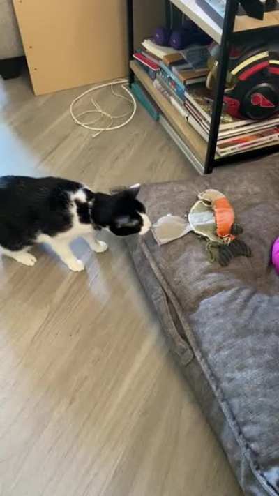 He hates this dog toy. I don&rsquo;t know why he does this to himself.