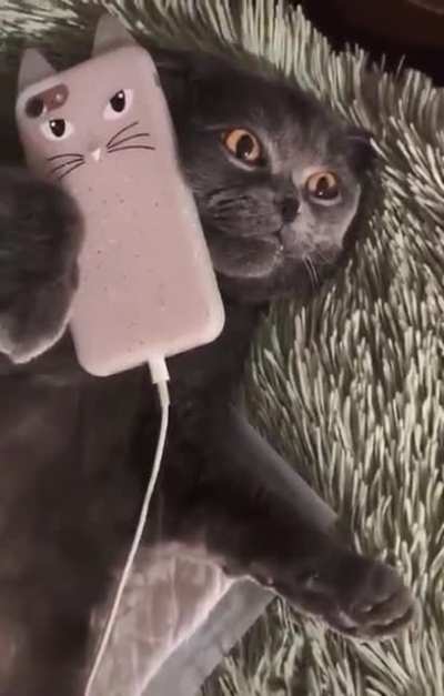 Catsomer Purrvice