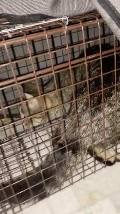 I managed to trap a family of 6 in one go! In the first 2 pictures you can see them trying to eat a squirrel, they had no food source so mama had to hunt to feed herself and the babies. All 6 are safe at our shelter now, they&rsquo;ll be fixed and adopted out t