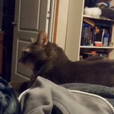 a cute little CURSED cat...