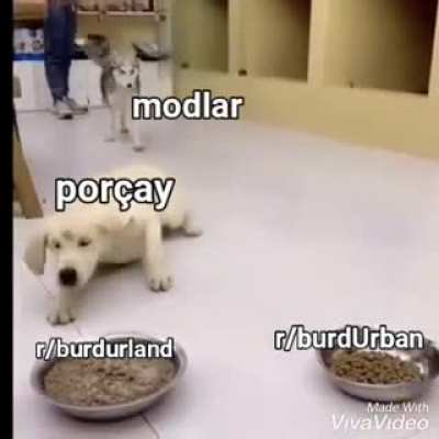 por&ccedil;ay cinsel ihtiya&ccedil;larını gideriyor
