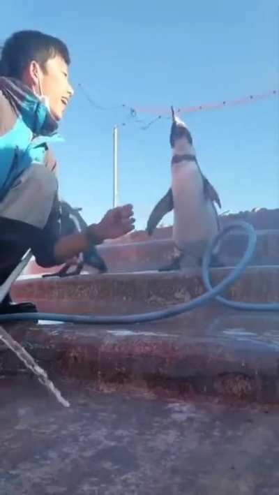 Penguins are empathetic