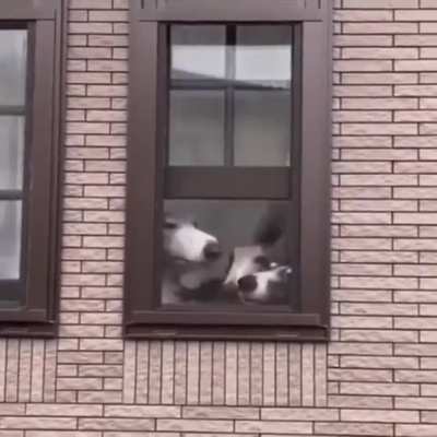 Better every boop