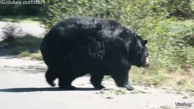 This is a really fat bear (Daily Dose Of Internet)