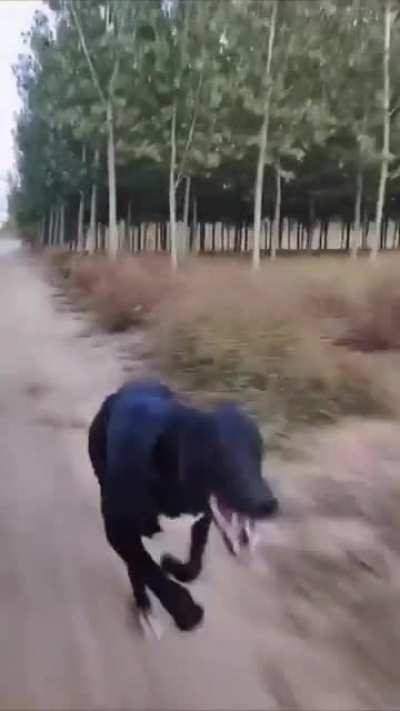 Three dogs racing turns into one dog and a cloud of dust