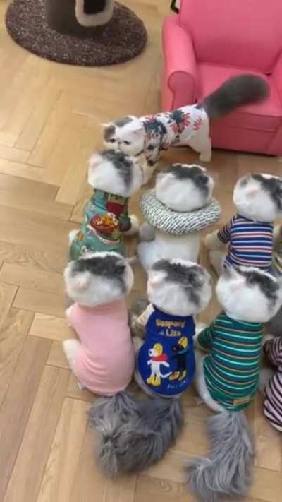 King of cats