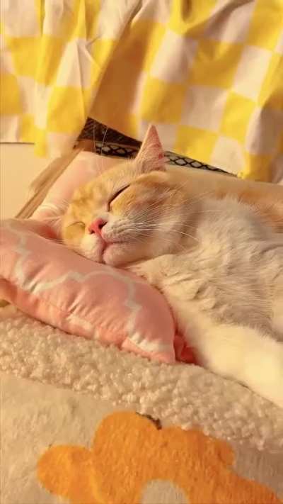 Attachable cat bed