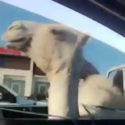 Camels are cute