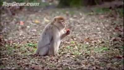 Attack of the Monke
