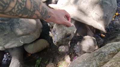 With little to no fear of man, the Giant Seychelles Tortoise was hunted to near extinction in 1840. They were rediscovered and protected. Also, they love head scratches.