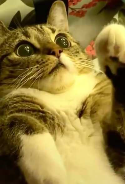 Tip tap tap tip