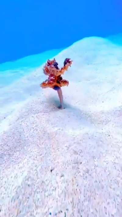 A walking octopus