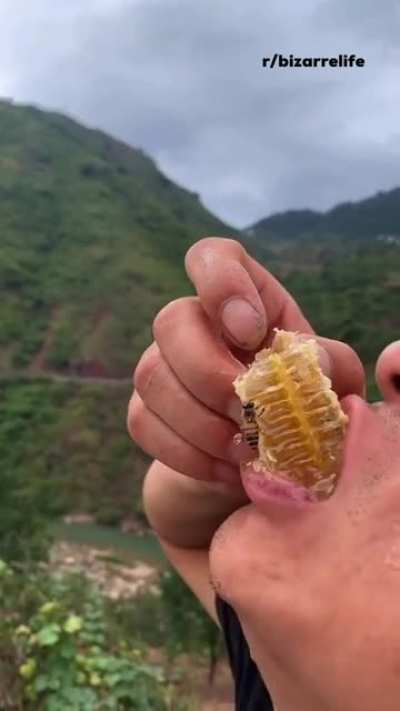 bee sting