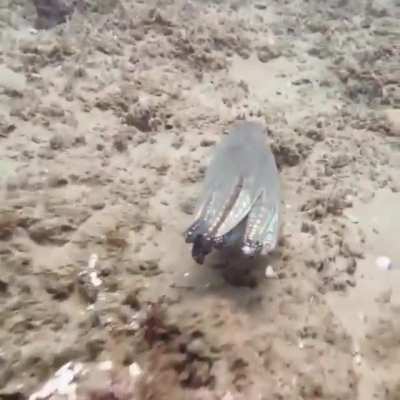 This is how octopuses use camouflage in the wild