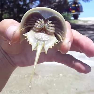 Crab..