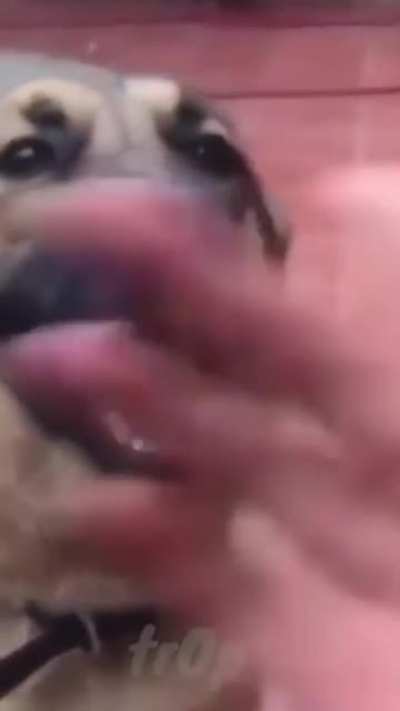 xd