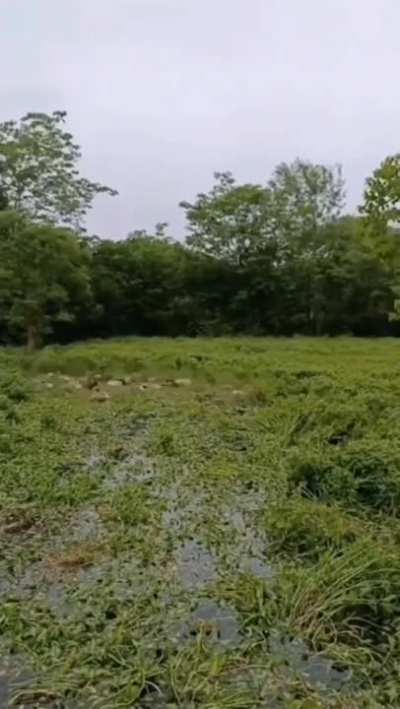ducks eating grass