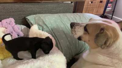 My best girl, Riley, meeting tiny Olive up close for the first time.