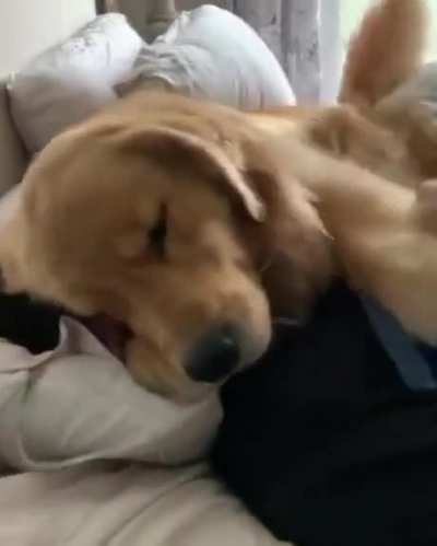 Golden Cuddle is irreplaceable.