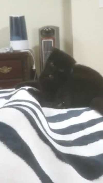 PaNTHer MaUL HuMaN tO A CerTAIN DeaTH. LimBS flY evERYwhErE.