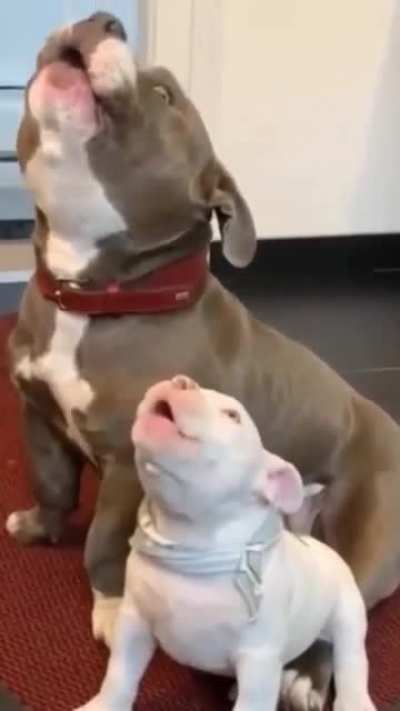 &ldquo; let me teach you the song of our people&rdquo;