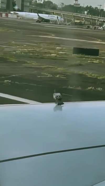Pigeon underestimated the plane&rsquo;s speed