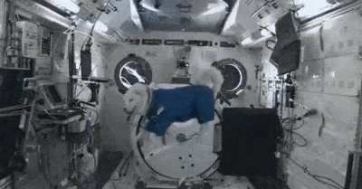 this doggo just floating in zero gravity