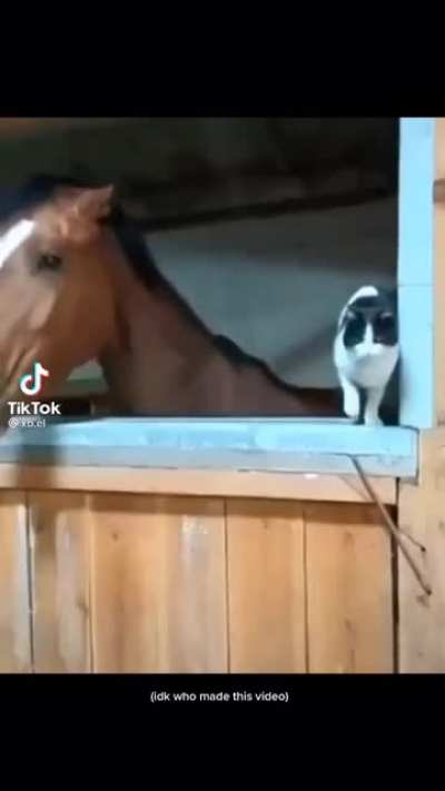 Cat didn&rsquo;t even see it coming