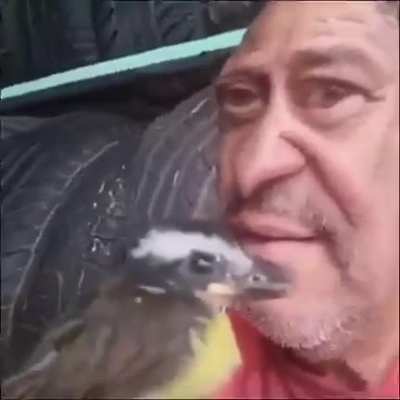 bem-te-vi
