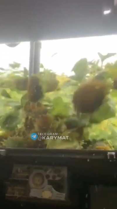 They see me mowing