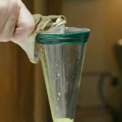 The speed at which this snakes venom shoots out. They&rsquo;re gathering venom for laboratory use