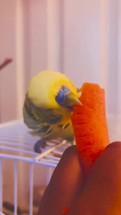 Does anyone else&rsquo;s birb choose 2% munch &amp;amp; 98% destruction? 😂