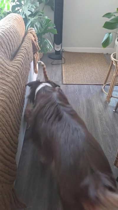 The gremlins are hunting a moth
