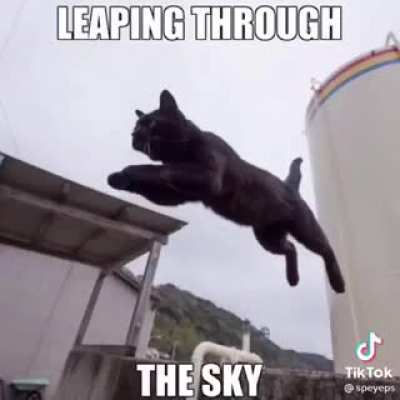 kittens but don't stop me now