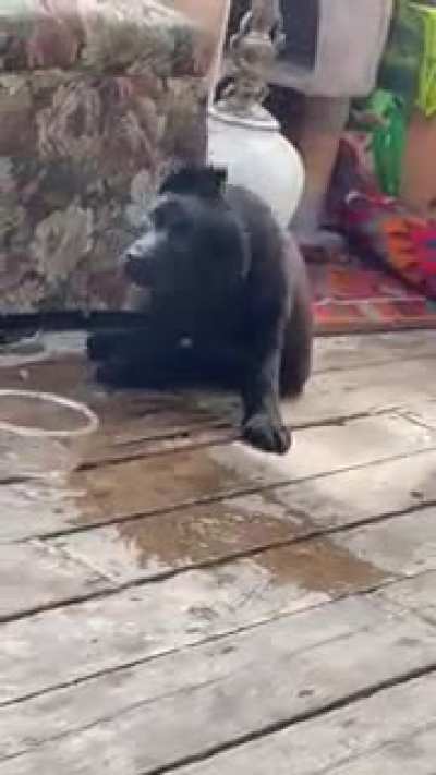 Stop mocking me hoomin