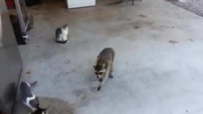 Yoink