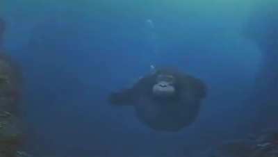 Water Monke
