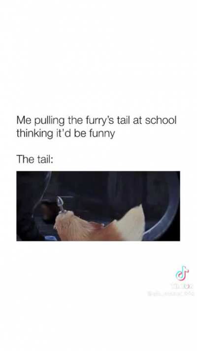 Furry_irl