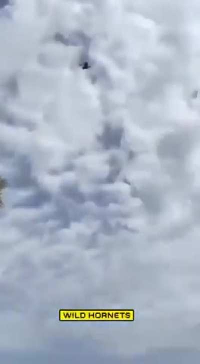 Ukrainian unit "Wild Hornets" using drones to launch FPV strike drones