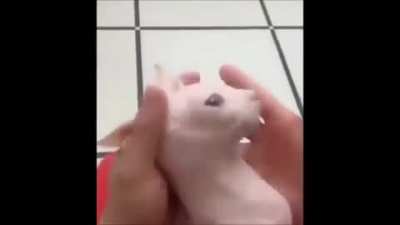 Gato