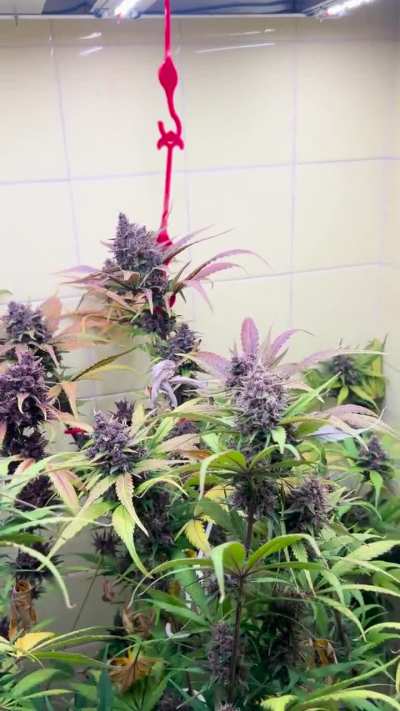 LSD-25 ~ FASTBUDS